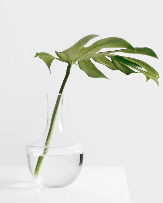 Single leaf in clear stemmed vase