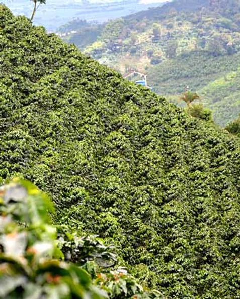 Mountain side coffee plantation